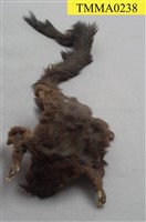 藏品(大赤鼯鼠)的圖片